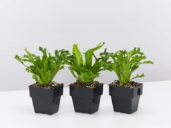 Asplenium Antiquum Leslie 85mm