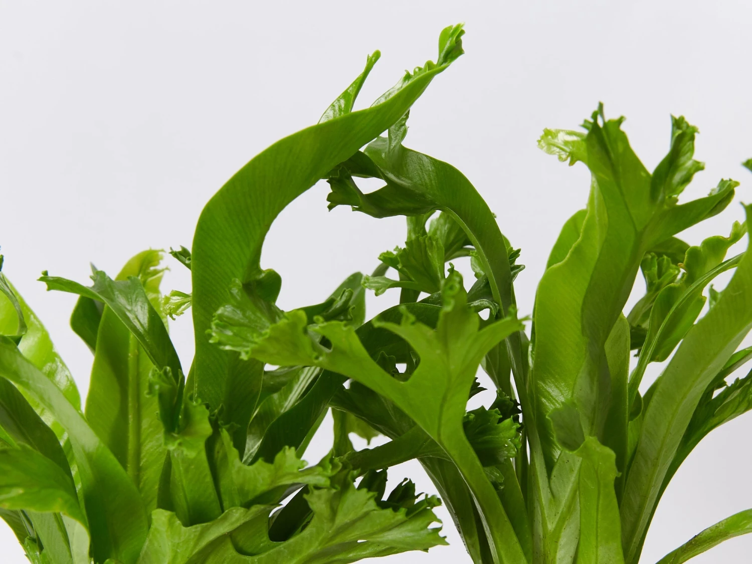 Asplenium Antiquum Leslie - Image 2