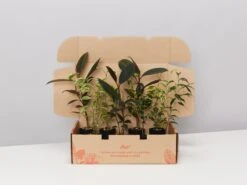 Assorted Ficus Plant Box