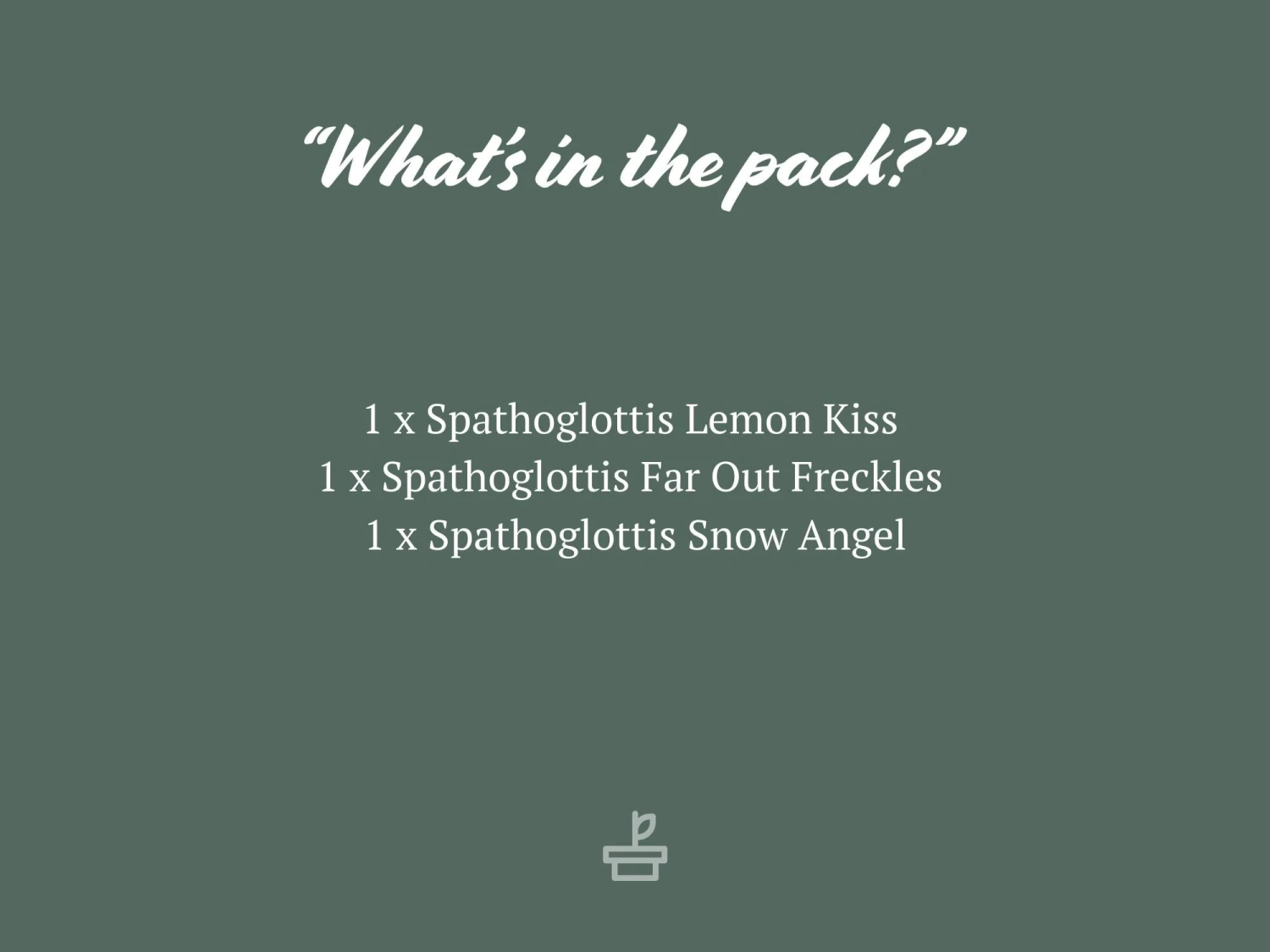 Assorted Box Of Flowering Orchids 'Spathoglottis' - Larger Size - Image 3