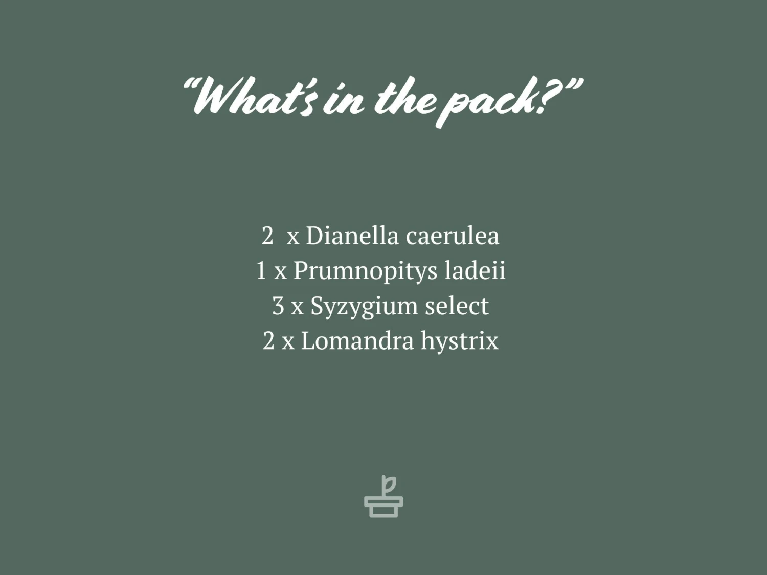 Australian Native Rainforest Mixed Pack - Image 6