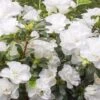 Azalea Indica White Bouquet