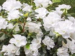 Azalea Indica White Bouquet