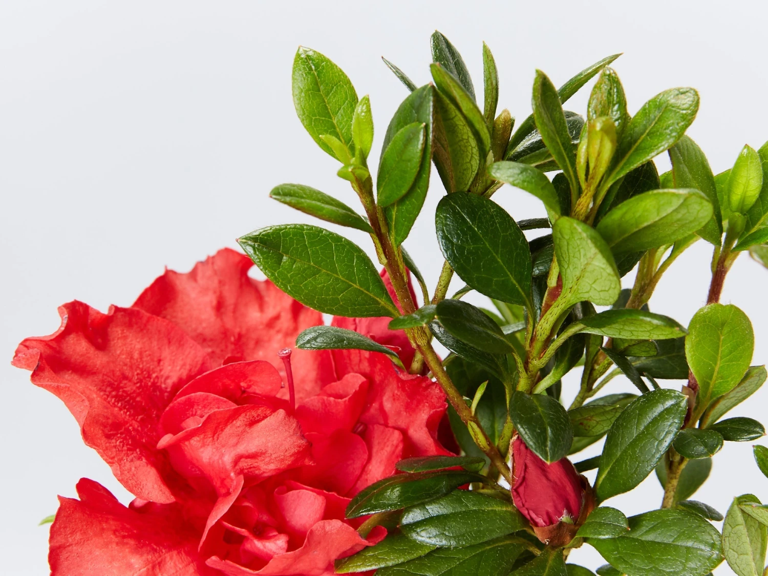 Azalea Goyet - Image 2