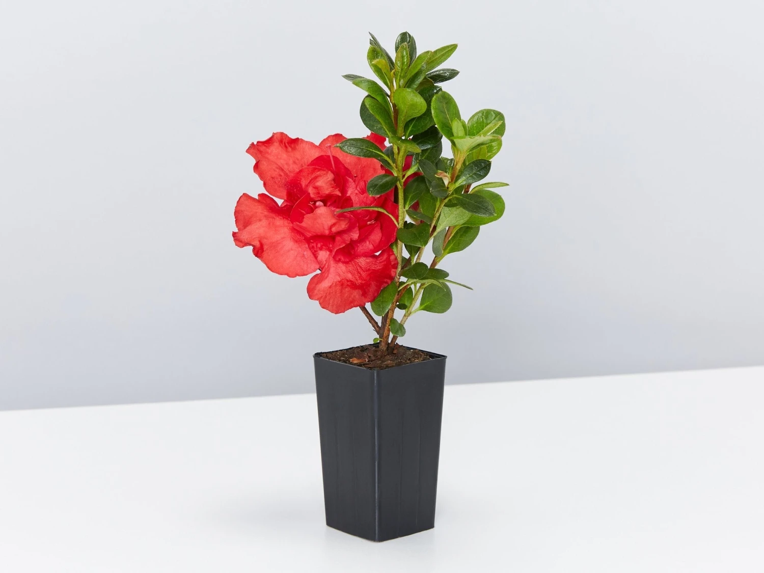 Azalea Goyet - Image 3