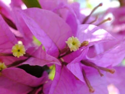 Bougainvillea Singapore Pink
