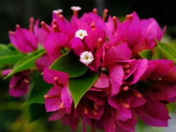 Bougainvillea Smartie Pants