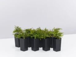 Baeckea Virgata Minima