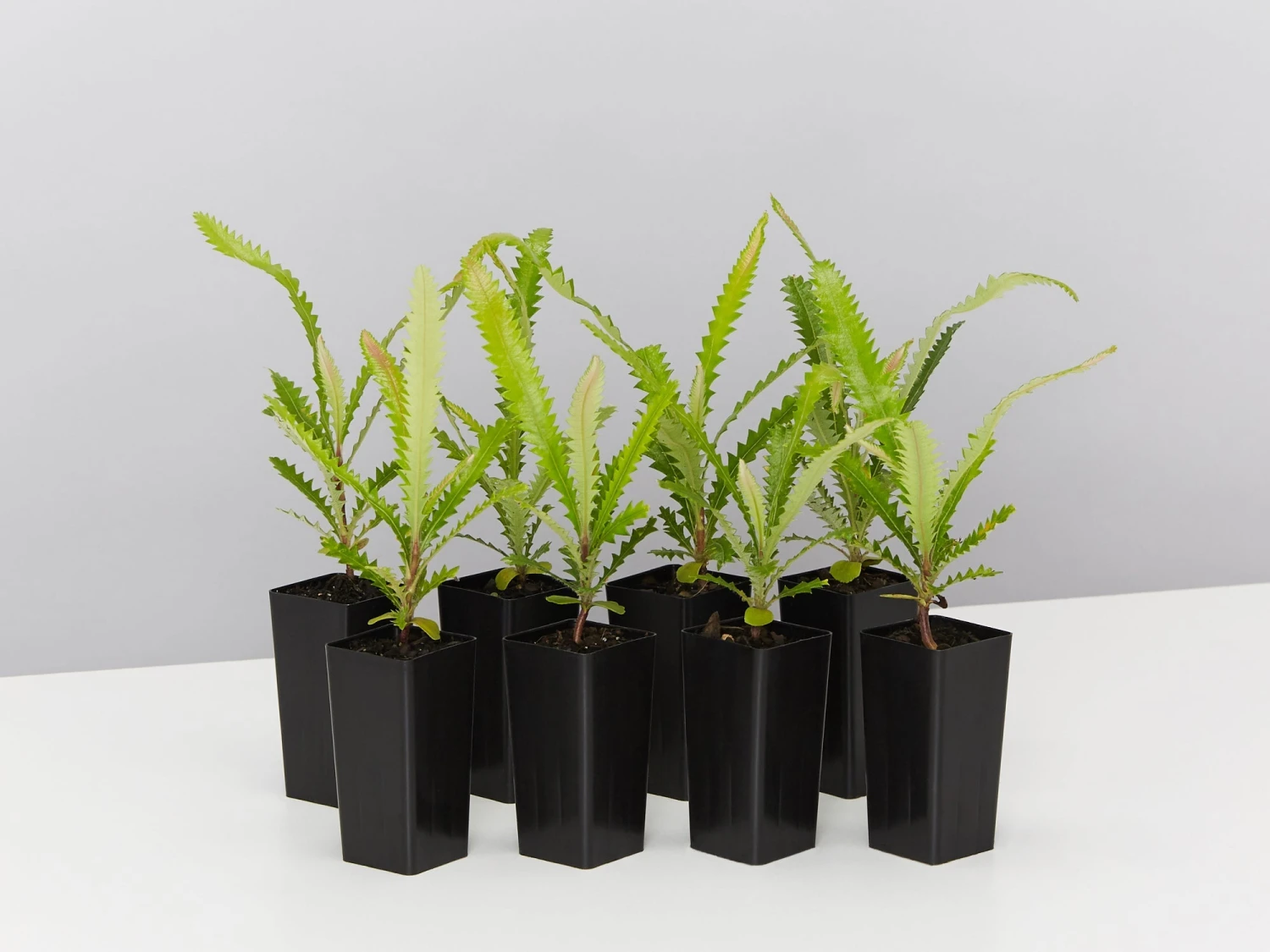 Old Man Banksia (Banksia Serrata)