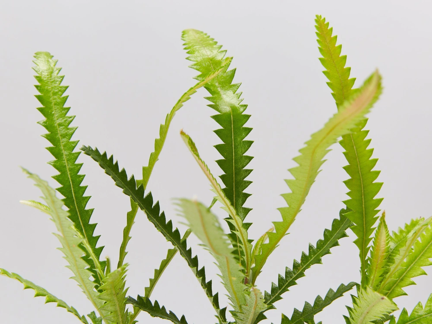 Old Man Banksia (Banksia Serrata) - Image 2
