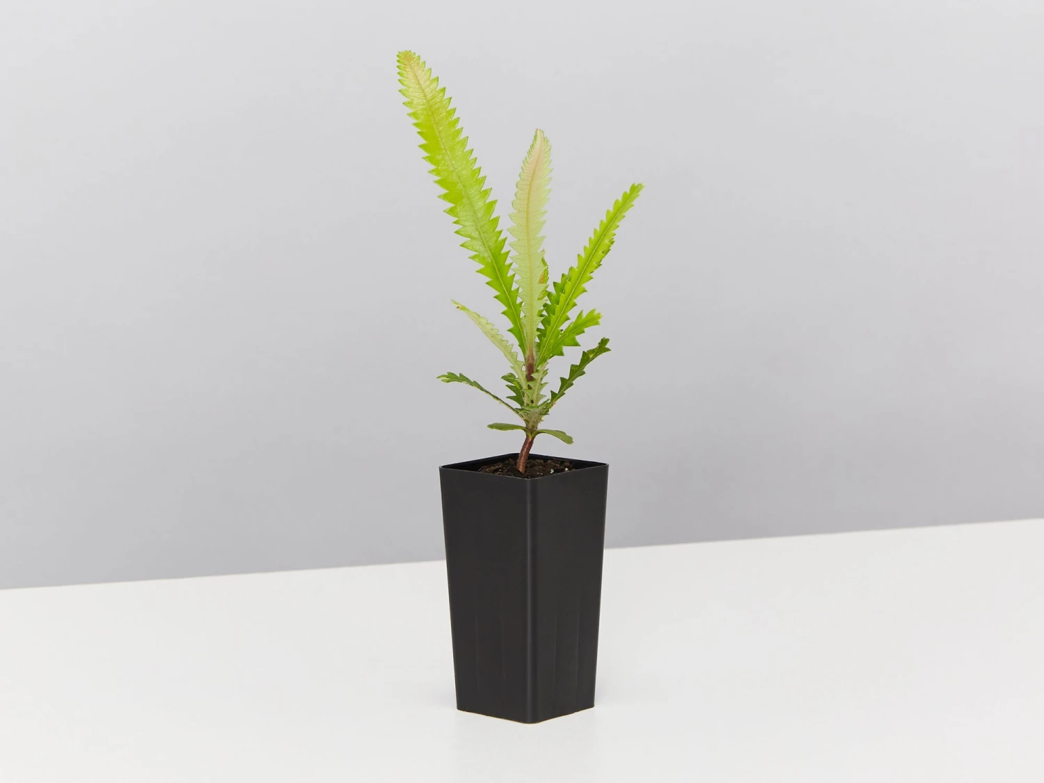 Old Man Banksia (Banksia Serrata) - Image 3