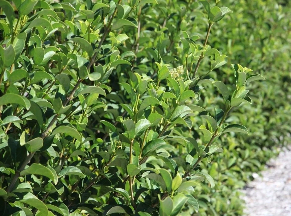 Sweet Viburnum - Screening Box Of Plants - Image 3