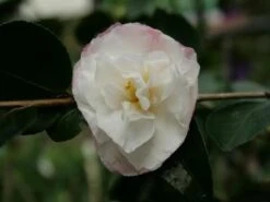 Camellia Sasanqua Beatrice Emily