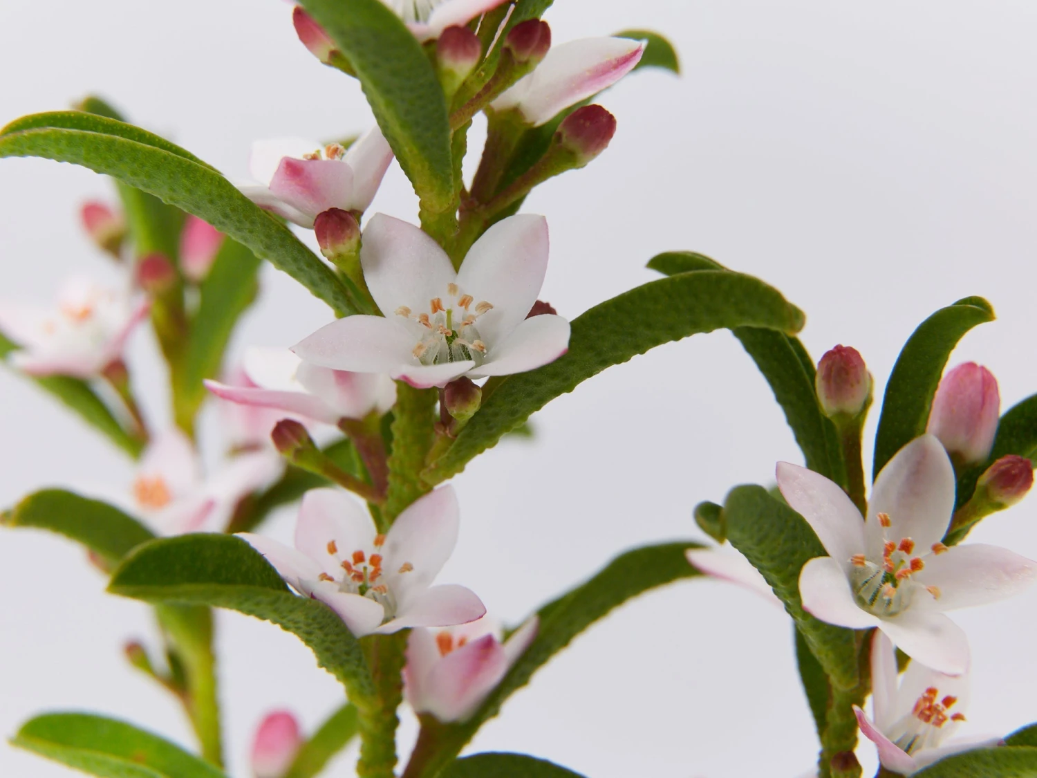 Philotheca Myoporoides Winter Rouge - Image 4