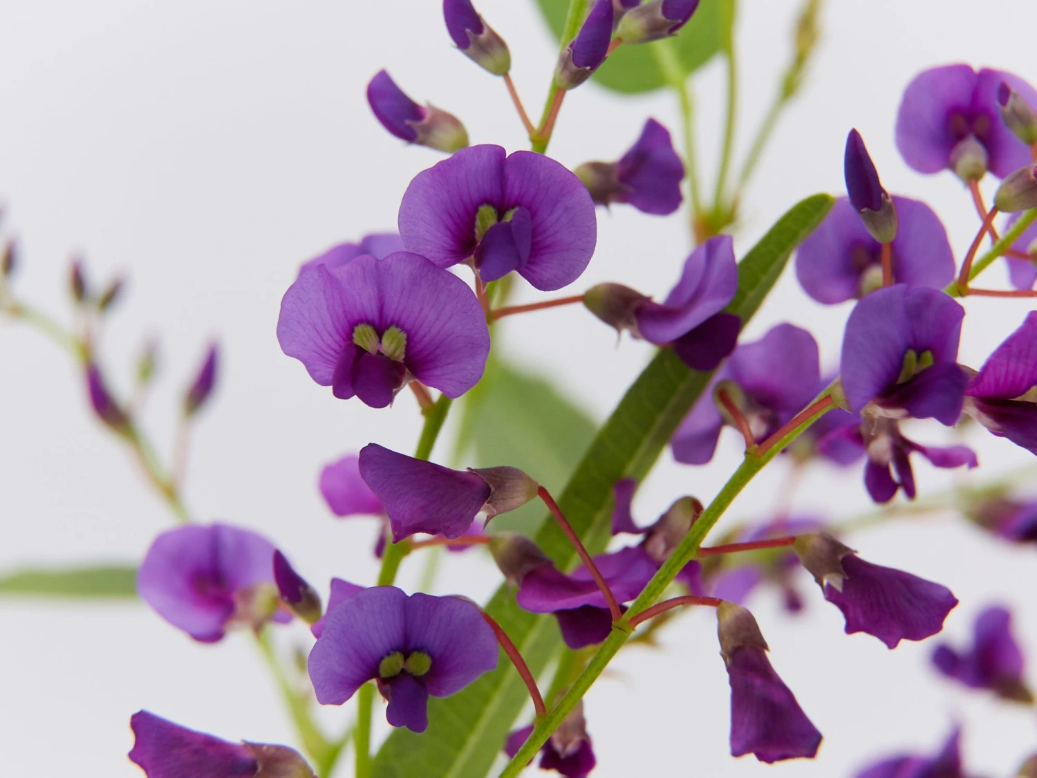 Meema™ Hardenbergia Violacea 'HB1' PBR - Image 4