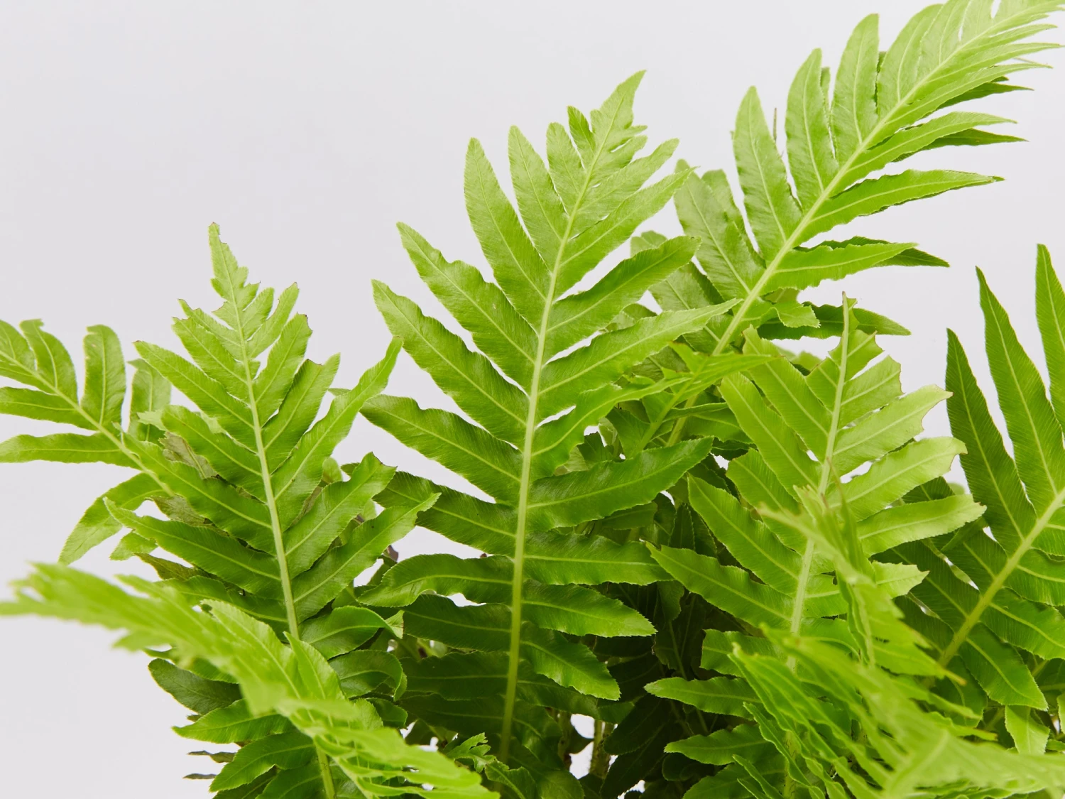 Blechnum Gibbum Silver Lady - 85mm - Image 2