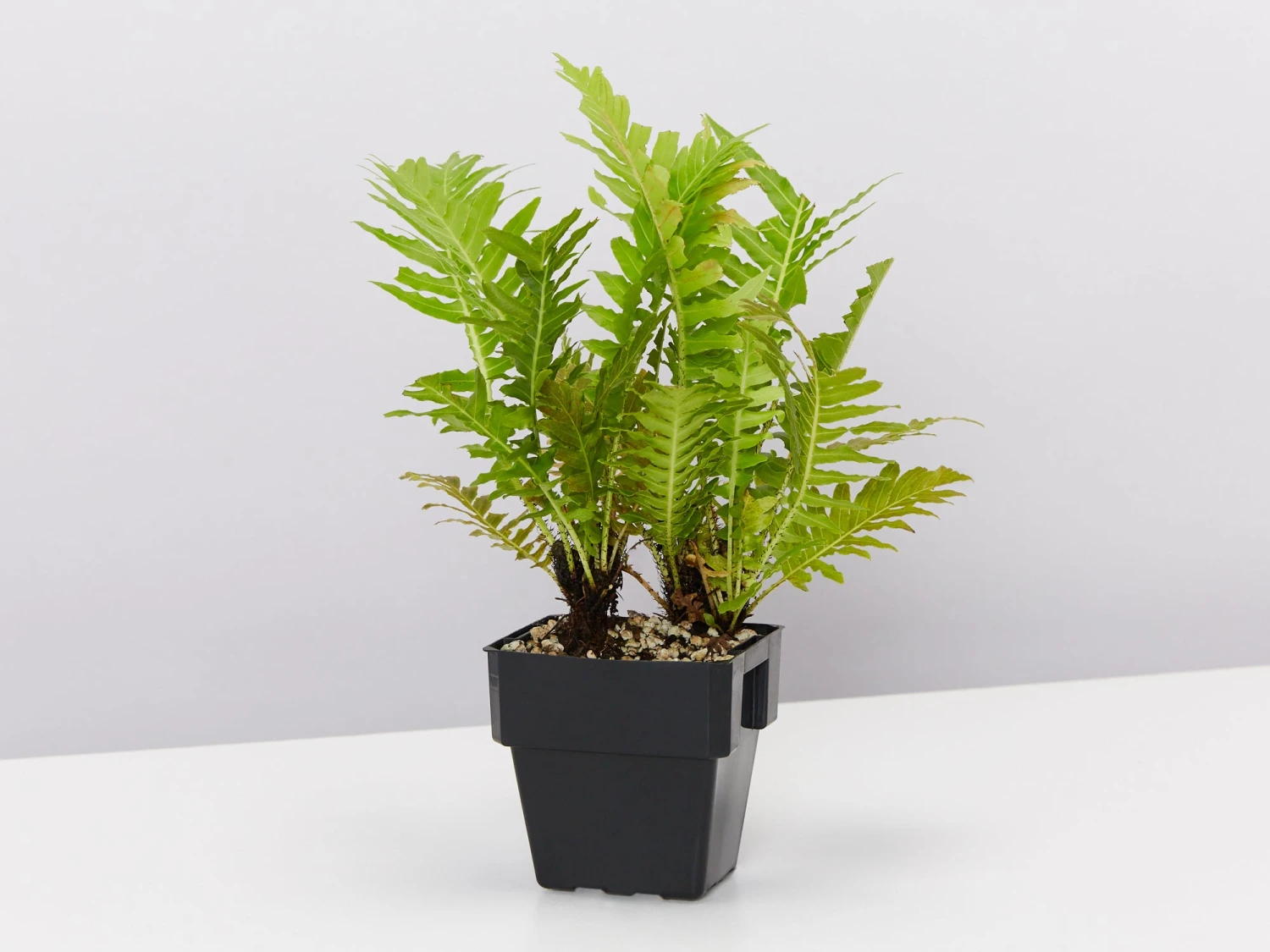 Blechnum Gibbum Silver Lady - 85mm - Image 3