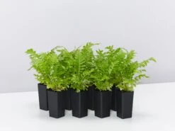 Blechnum Gibbum Silver Lady Fern