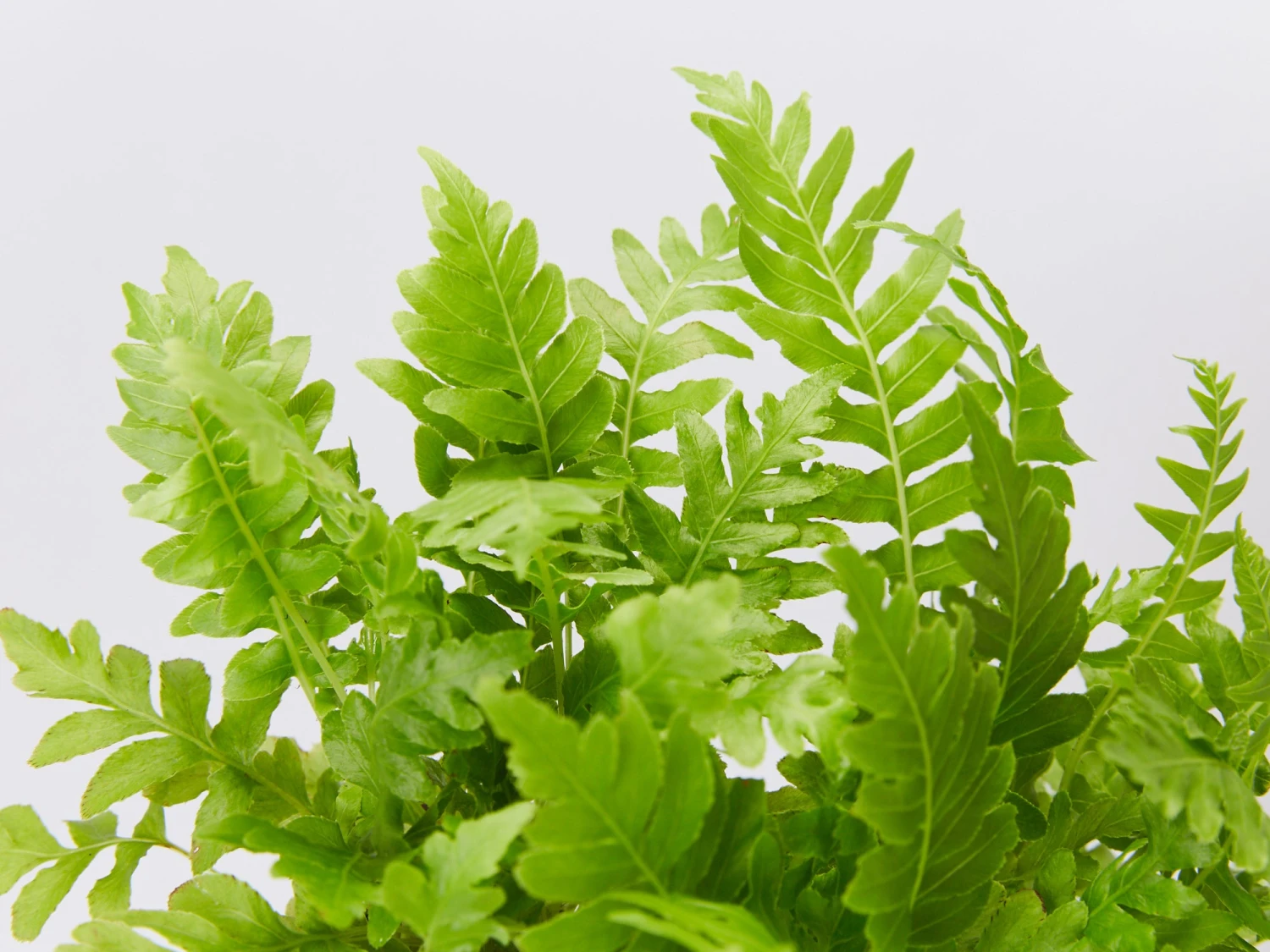 Blechnum Gibbum Silver Lady - 85mm - Image 4