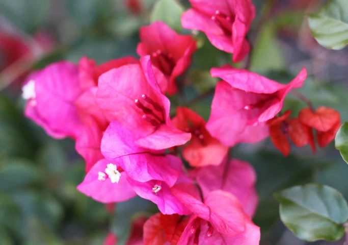 Bougainvillea Pink Robe - Image 2