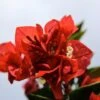 Bougainvillea Turley's Red
