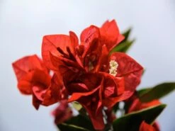 Bougainvillea Turley's Red