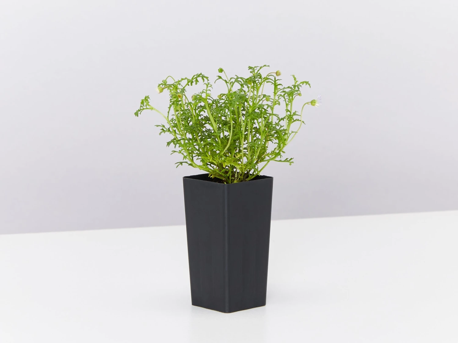 Brachyscome Multifida Pacific Sky - Image 3