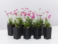 Brachyscome Multifida Radiant Magenta