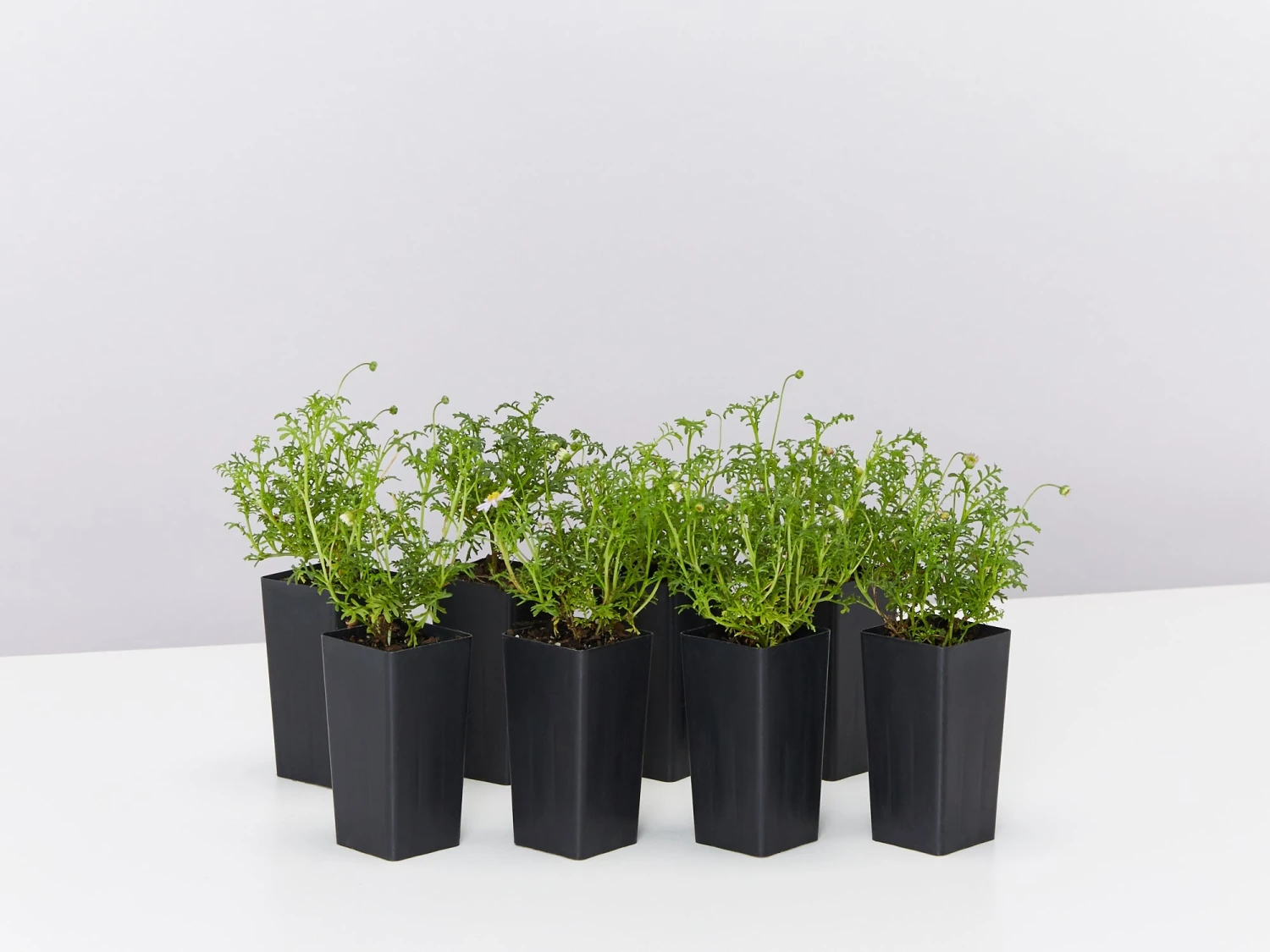 Brachyscome Multifida Pacific Sky - Image 2