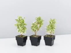 Brunfelsia Latifolia Compacta Variegata - 85mm