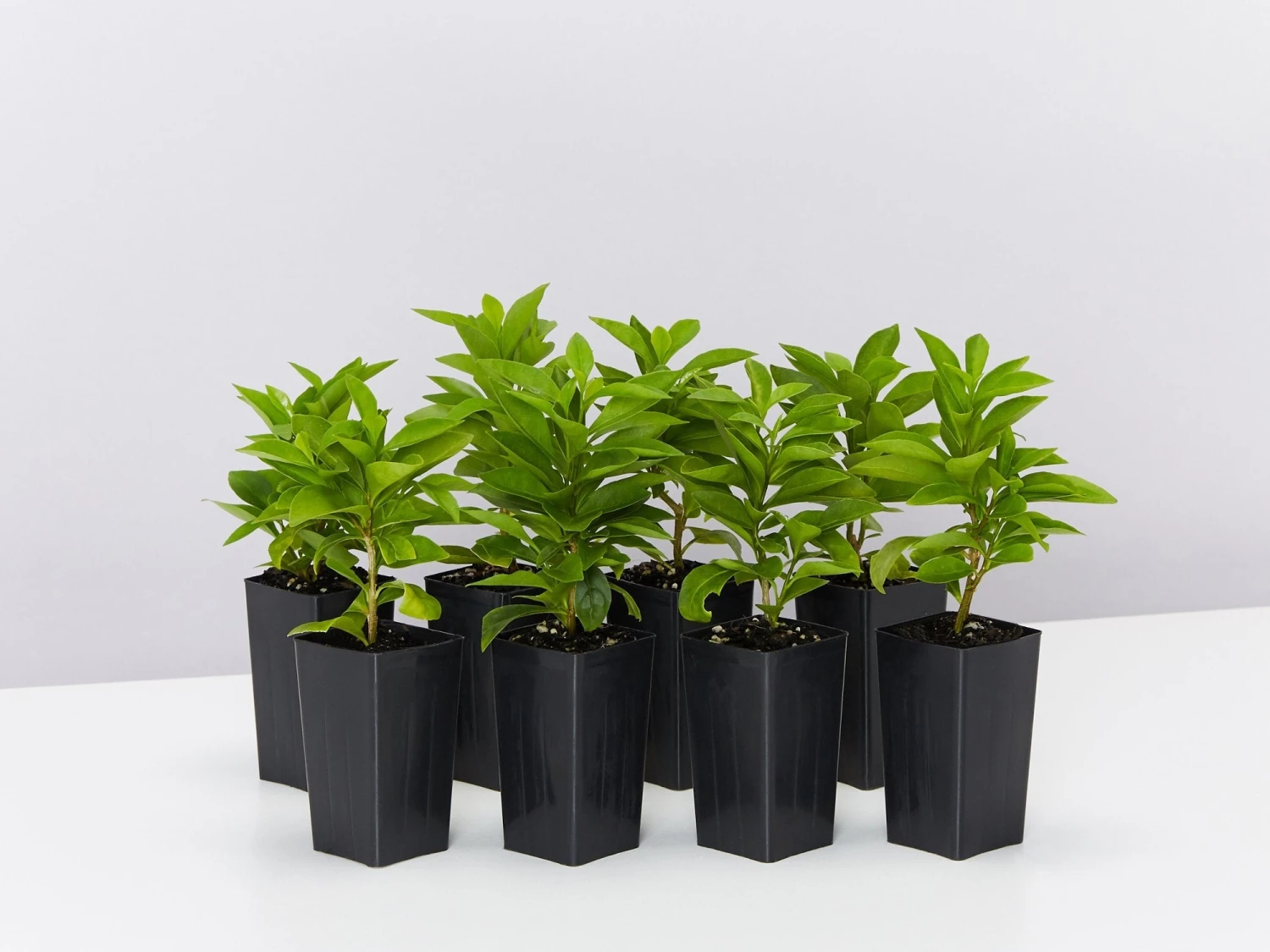 Brunfelsia Latifolia "Yesterday, Today And Tomorrow"