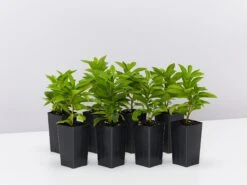 Brunfelsia Latifolia Sweet Petite