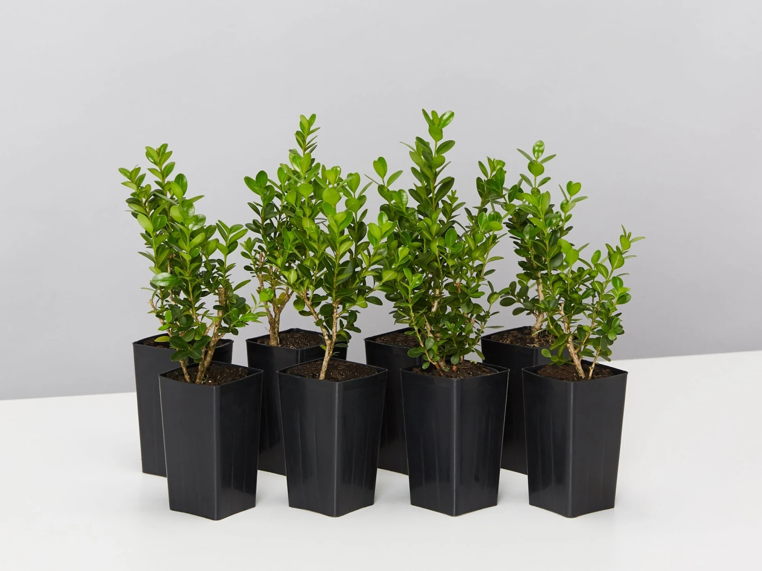 Buxus Microphylla 'Faulkner'