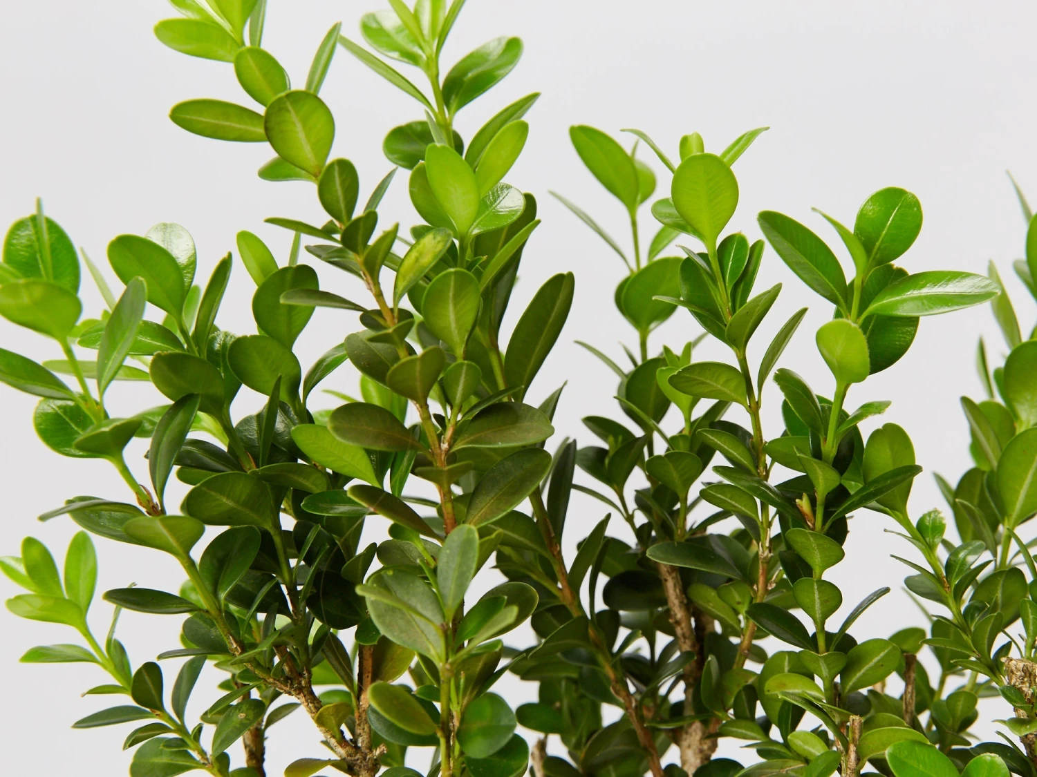 Buxus Microphylla 'Faulkner' - Image 2