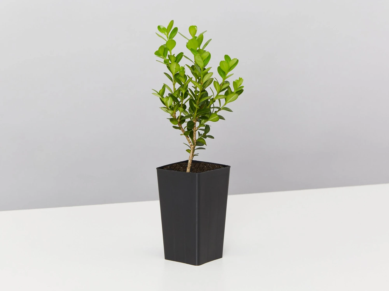 Buxus Microphylla 'Faulkner' - Image 5