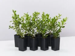 Buxus Sempervirens