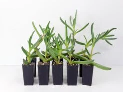 Carpobrotus Glaucescens