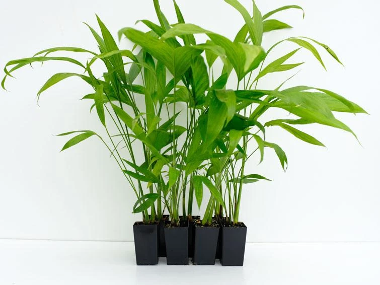 Chamaedorea Klotzschiana