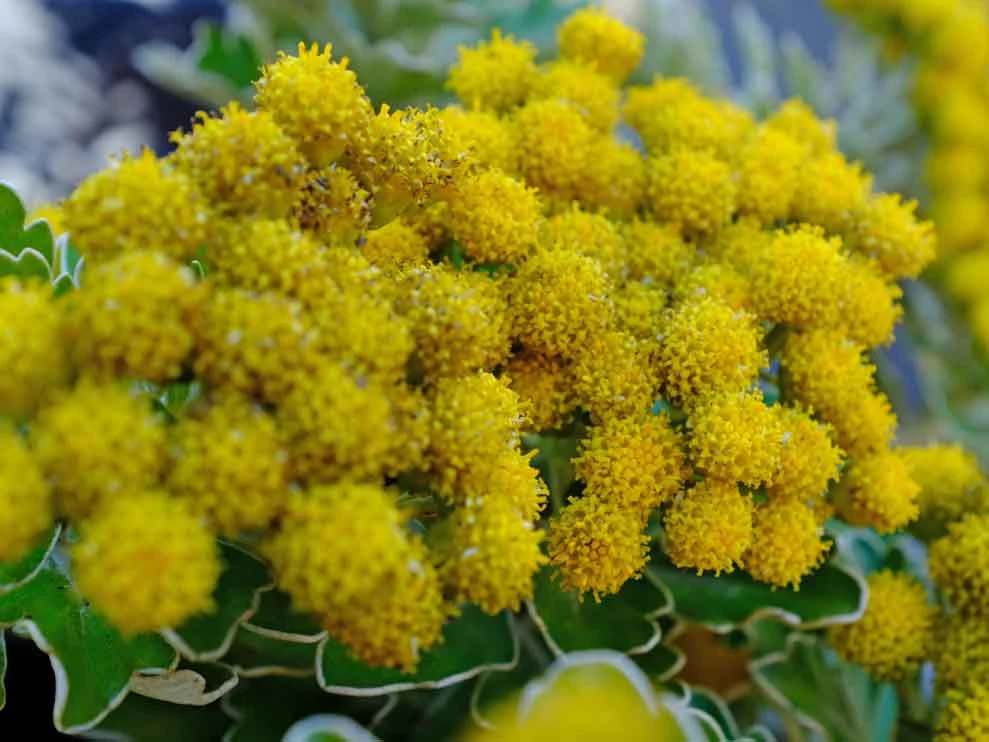 Chrysanthemum Silver And Gold - Image 3