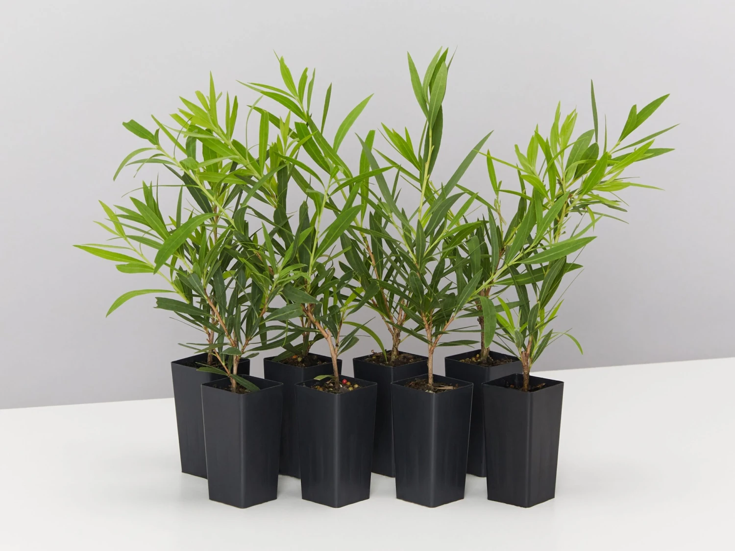 Callistemon Viminalis Wilderness White - Image 2