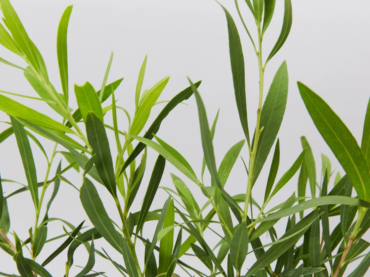 Callistemon Viminalis Wilderness White - Image 3