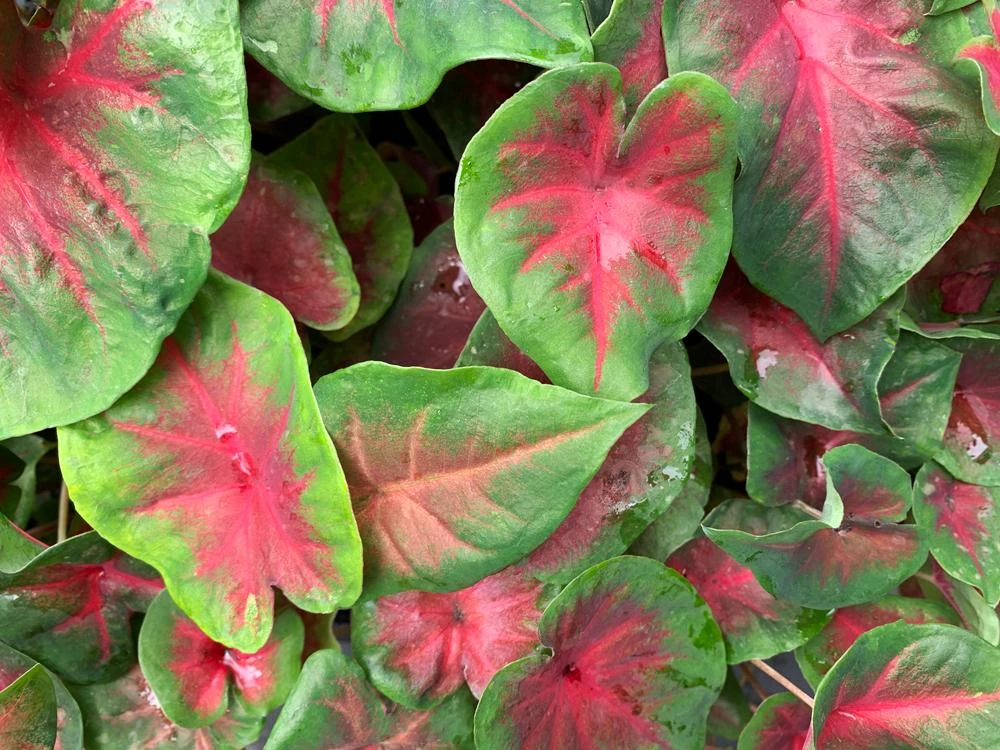 Caladium Bicolour Red Belly - Image 2