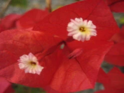 Bougainvillea California Gold - 85mm