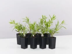 Callistemon Viminalis Dwarf