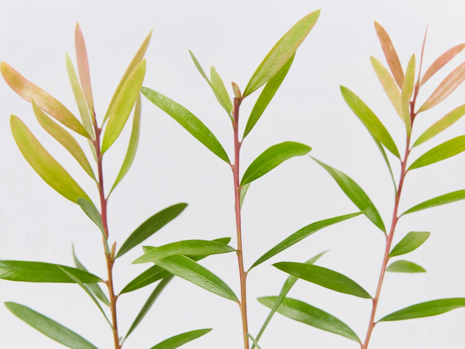 Callistemon Candy Burst ‘CNU06’ PBR - Image 3