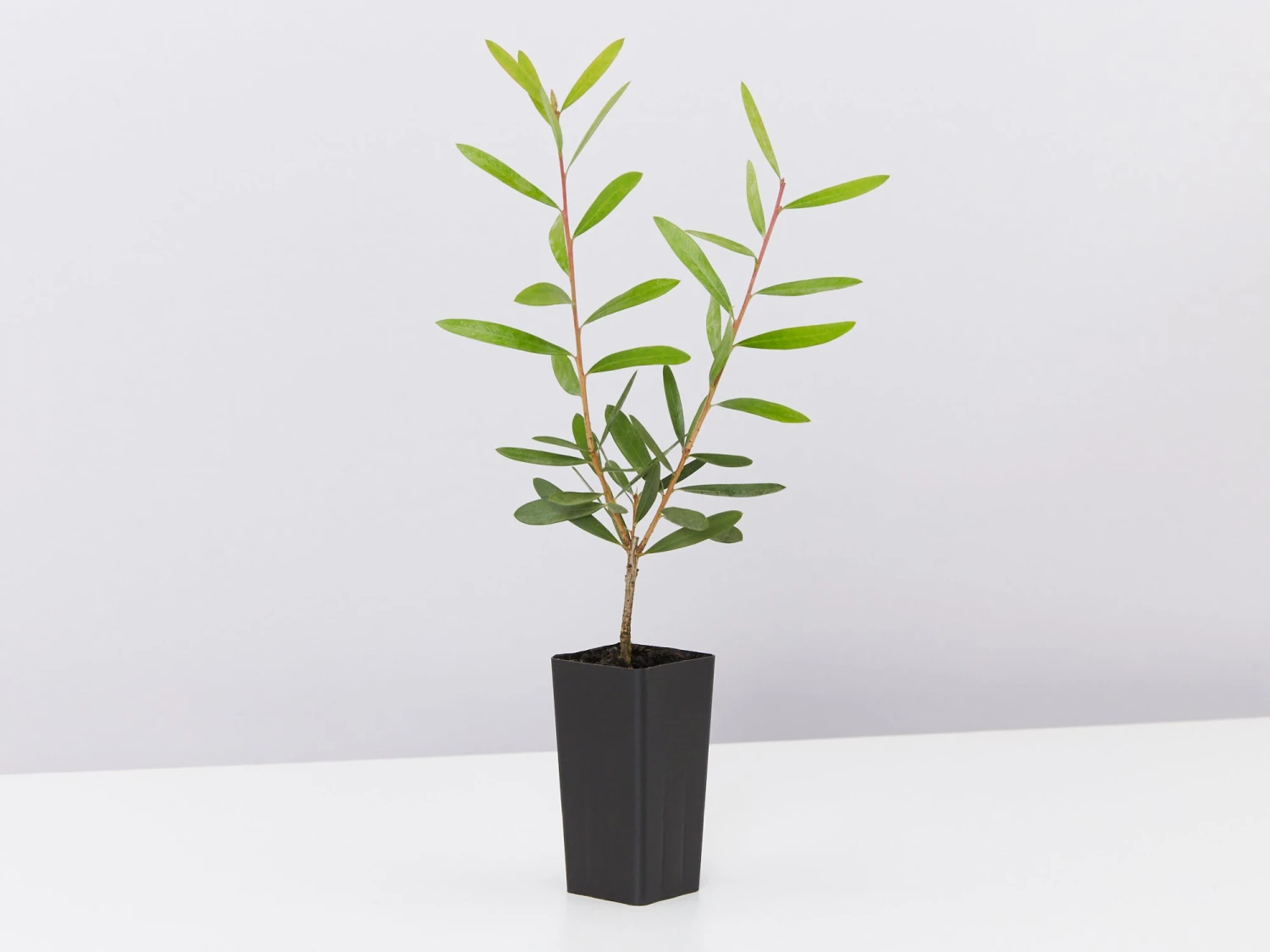 Callistemon Candy Burst ‘CNU06’ PBR - Image 4