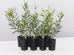 Callistemon Candy Pink Bottlebrush Box