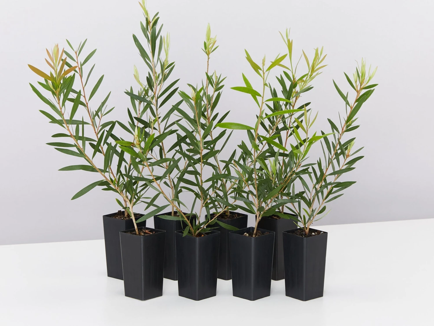 Callistemon Candy Pink Bottlebrush Box