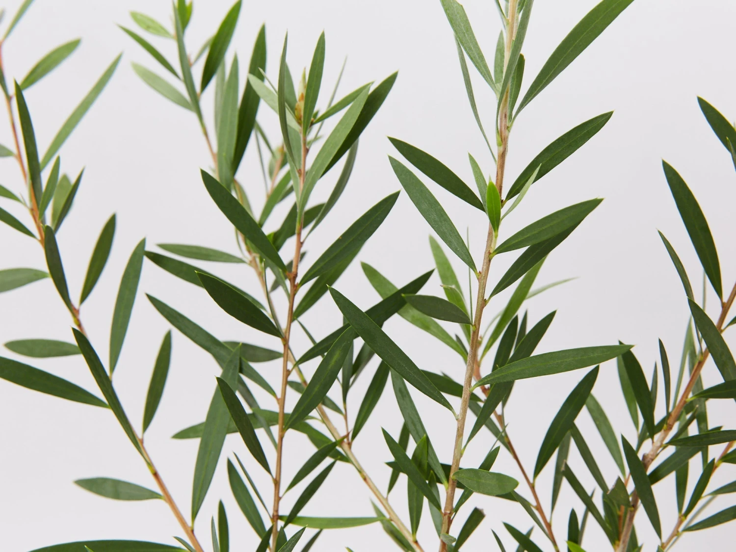 Callistemon Candy Pink Bottlebrush Box - Image 3