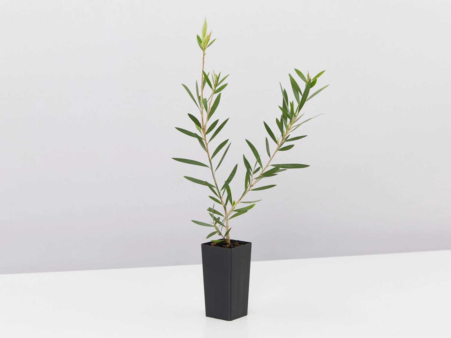 Callistemon Candy Pink Bottlebrush Box - Image 4